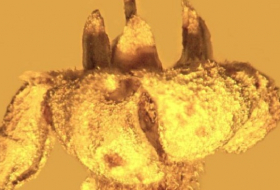 Extinct plant species discovered in amber